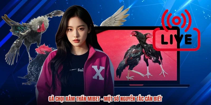 Gà Chọi Xám Thần MIBET - Một Số Nguyên Tắc Cần Biết