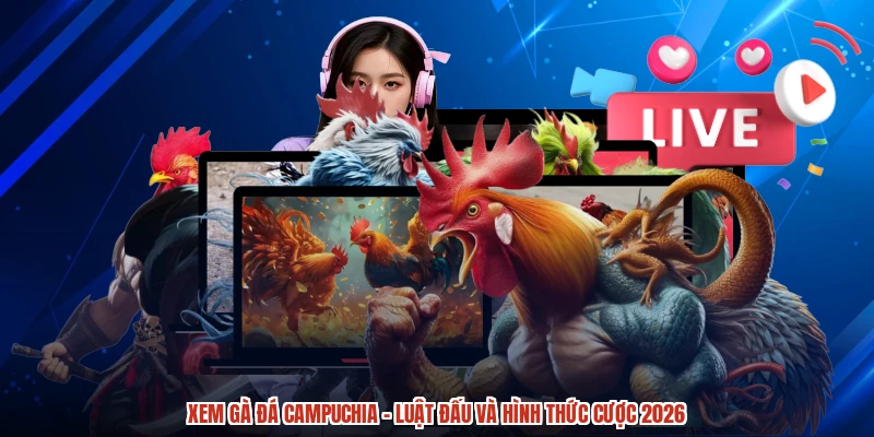Xem Gà Đá Campuchia - Luật Đấu Và Hình Thức Cược 2026